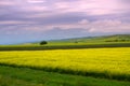 Rapeseed fields sight Royalty Free Stock Photo