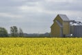 Rapeseed fields in Southern Sweden Royalty Free Stock Photo