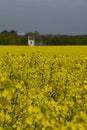 Rapeseed fields in Southern Sweden Royalty Free Stock Photo