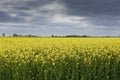 Rapeseed fields in Southern Sweden Royalty Free Stock Photo