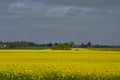 Rapeseed fields in Southern Sweden Royalty Free Stock Photo