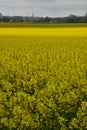 Rapeseed fields in Southern Sweden Royalty Free Stock Photo