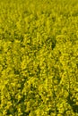 Rapeseed fields in Southern Sweden Royalty Free Stock Photo