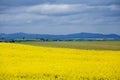 rapeseed fields in spring in Germany. Royalty Free Stock Photo