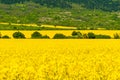 Rapeseed fields - yellow fileds and blue sky. Agriculture concept.