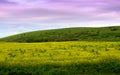 Rapeseed fields Royalty Free Stock Photo