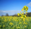 Rapeseed flower Royalty Free Stock Photo