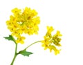 Rapeseed flower