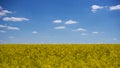 rapeseed flower blooming and nice sky, beautiful spring landscape. Colza (Brassica rapa
