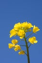 Rapeseed flower and blue sky Royalty Free Stock Photo