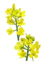 Rapeseed Flower Royalty Free Stock Photo