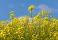 Rapeseed flower canola or colza in latin Brassica Napus Royalty Free Stock Photo