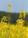 Rapeseed flower canola or colza in latin Brassica Napus Royalty Free Stock Photo