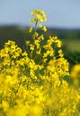 Rapeseed flower canola or colza in latin Brassica Napus Royalty Free Stock Photo