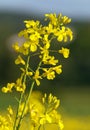 Rapeseed flower canola or colza in latin Brassica Napus Royalty Free Stock Photo
