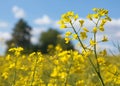 Rapeseed flower canola or colza in latin Brassica Napus Royalty Free Stock Photo