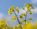 Rapeseed flower canola or colza in latin Brassica Napus Royalty Free Stock Photo