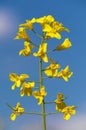 Rapeseed flower canola or colza in latin Brassica Napus Royalty Free Stock Photo