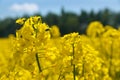 Rapeseed flower canola or colza in latin Brassica Napus Royalty Free Stock Photo