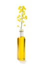 Rapeseed flower and canola oil in a bottle