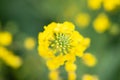 Rapeseed flower in China Royalty Free Stock Photo