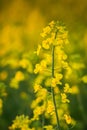 rapeseed flower in close-up in a field in Poland
