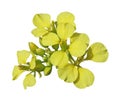 Rapeseed Flower Royalty Free Stock Photo