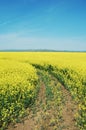 Rapeseed flower field Royalty Free Stock Photo