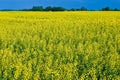 Rapeseed flower field in the countryside in spring