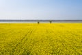 Rapeseed flower field by the river in spring Royalty Free Stock Photo