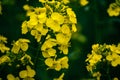 Rapeseed flower in a field at springtime, colza, brassica napus Royalty Free Stock Photo