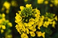 Rapeseed flower in a field at springtime, colza, brassica napus Royalty Free Stock Photo