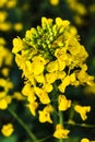 Rapeseed flower in a field at springtime, colza, brassica napus Royalty Free Stock Photo
