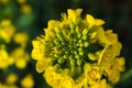 Rapeseed flower in a field at springtime, colza, brassica napus Royalty Free Stock Photo