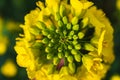 Rapeseed flower in a field at springtime, colza, brassica napus Royalty Free Stock Photo