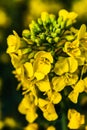 Rapeseed flower in a field at springtime, colza, brassica napus Royalty Free Stock Photo