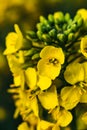 Rapeseed flower in a field at springtime, colza, brassica napus Royalty Free Stock Photo