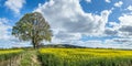 Rapeseed Flower Field in the Countryside of Scotland