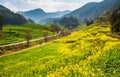 Rapeseed Flower Sea and Karst Landform