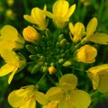 The rapeseed flower.The Sinapis arvensis detail of Diplotaxis flowering rapeseed canola or colza in latin Brassica Napus. Royalty Free Stock Photo