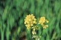 Rapeseed flower, spring plant, spring blooming in the center of France Royalty Free Stock Photo