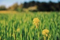 Rapeseed flower, spring plant, spring blooming in the center of France Royalty Free Stock Photo