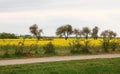 Rapeseed flowering yellow field by the road on a cloudy spring day Royalty Free Stock Photo