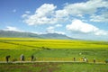 Rapeseed flowers blooming under blue sky and white clouds Royalty Free Stock Photo