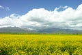 Rapeseed flowers blooming under blue sky and white clouds Royalty Free Stock Photo