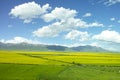 Rapeseed flowers blooming under blue sky and white clouds Royalty Free Stock Photo