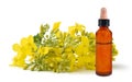 Rapeseed flowers with bottle with essential oil