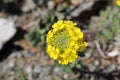 Rapeseed Flowers (Brassica Napus)