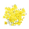 Rapeseed flowers bunch isolated on white background. Brassica napus blossom, vector illustration Royalty Free Stock Photo