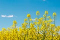 Rapeseed flowers close-up against a blue sky with clouds. Growing flowering rapeseed, copy space. Royalty Free Stock Photo